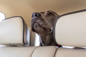 Deixar pets sozinhos no carro: o risco que pode virar multa pesada