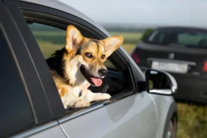 Abandono de animais com uso de veículos poderá suspender a CNH por até 18 meses