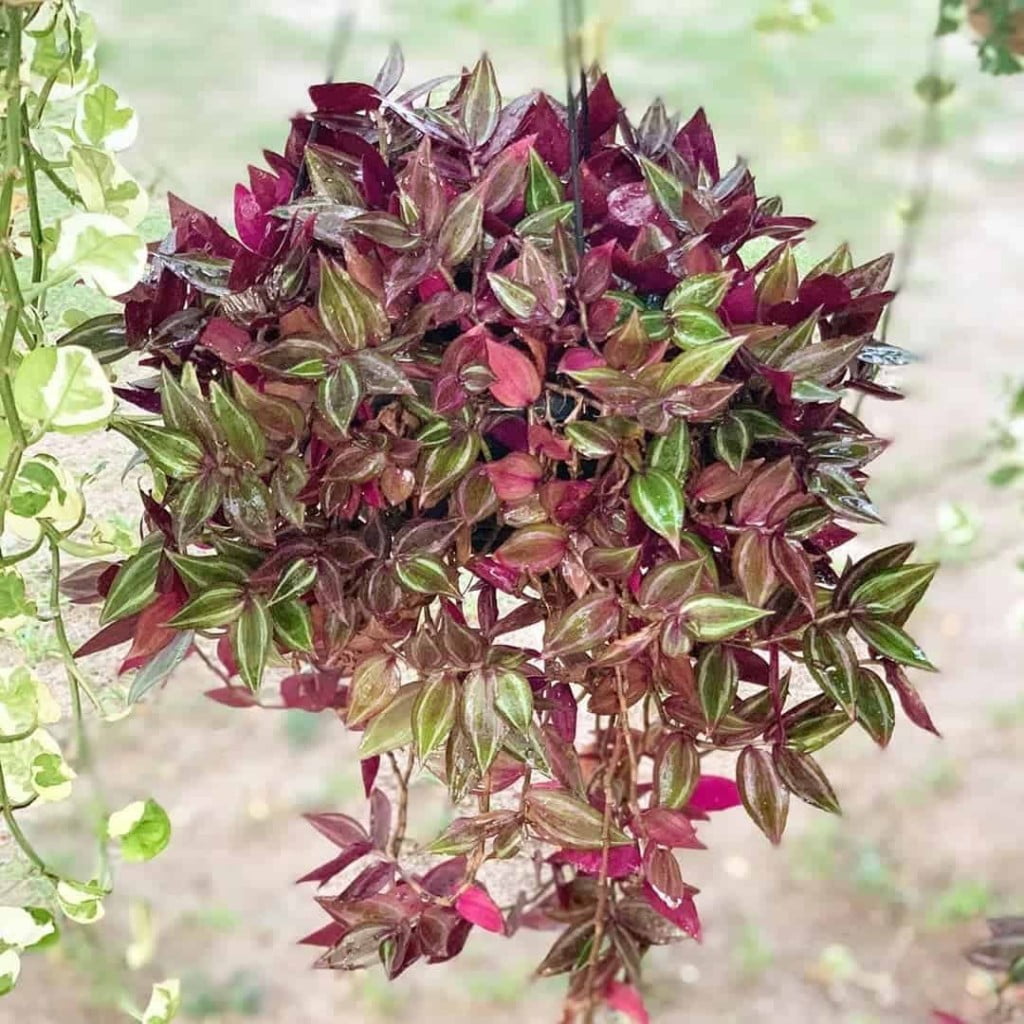 Sei exatamente por que essas 6 folhagens conquistaram os jardins brasileiros e cuido delas há anos