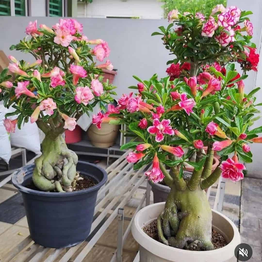 Pragas e Doenças na Rosa do Deserto: Como Proteger Sua Planta Contra Inimigos Ocultos