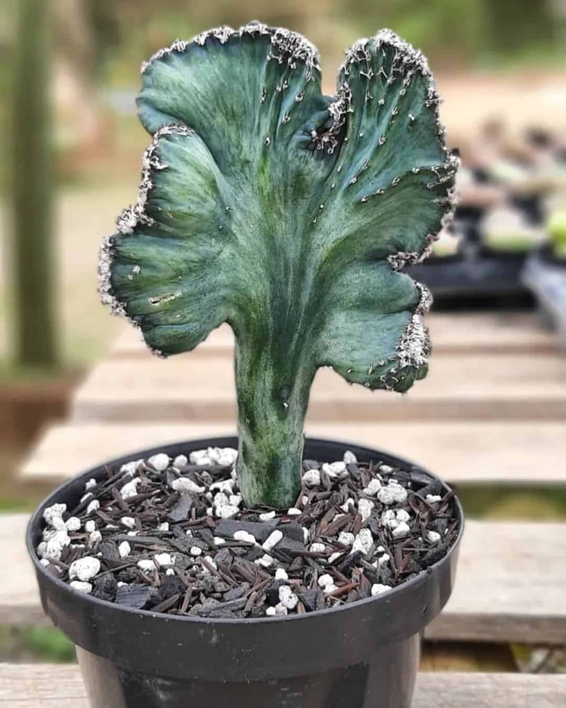 Cacto rabo de sereia: a mutação natural que criou uma das plantas mais estranhas e bonitas que já cultivei