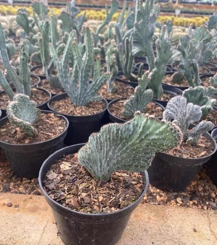 Cacto rabo de sereia: a mutação natural que criou uma das plantas mais estranhas e bonitas que já cultivei