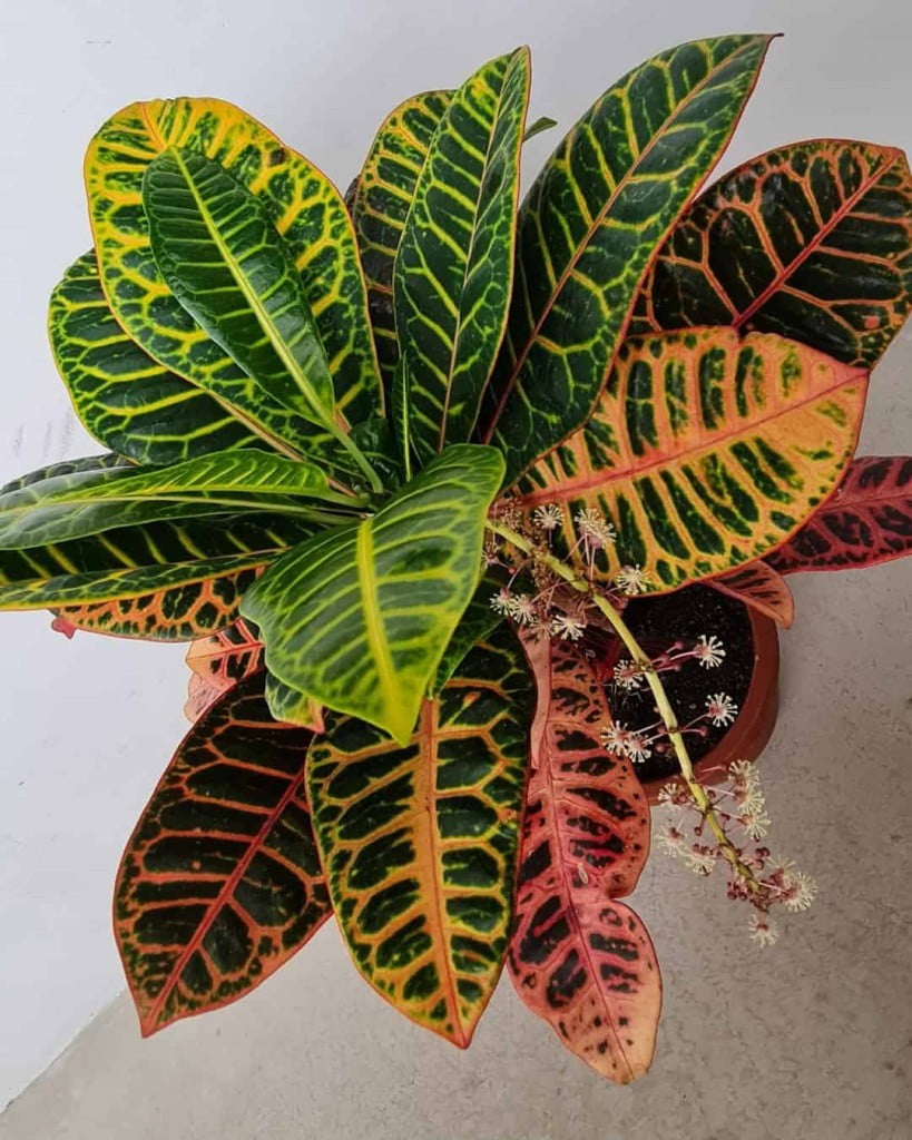 Croton: a planta que pinta o jardim sem precisar de flores