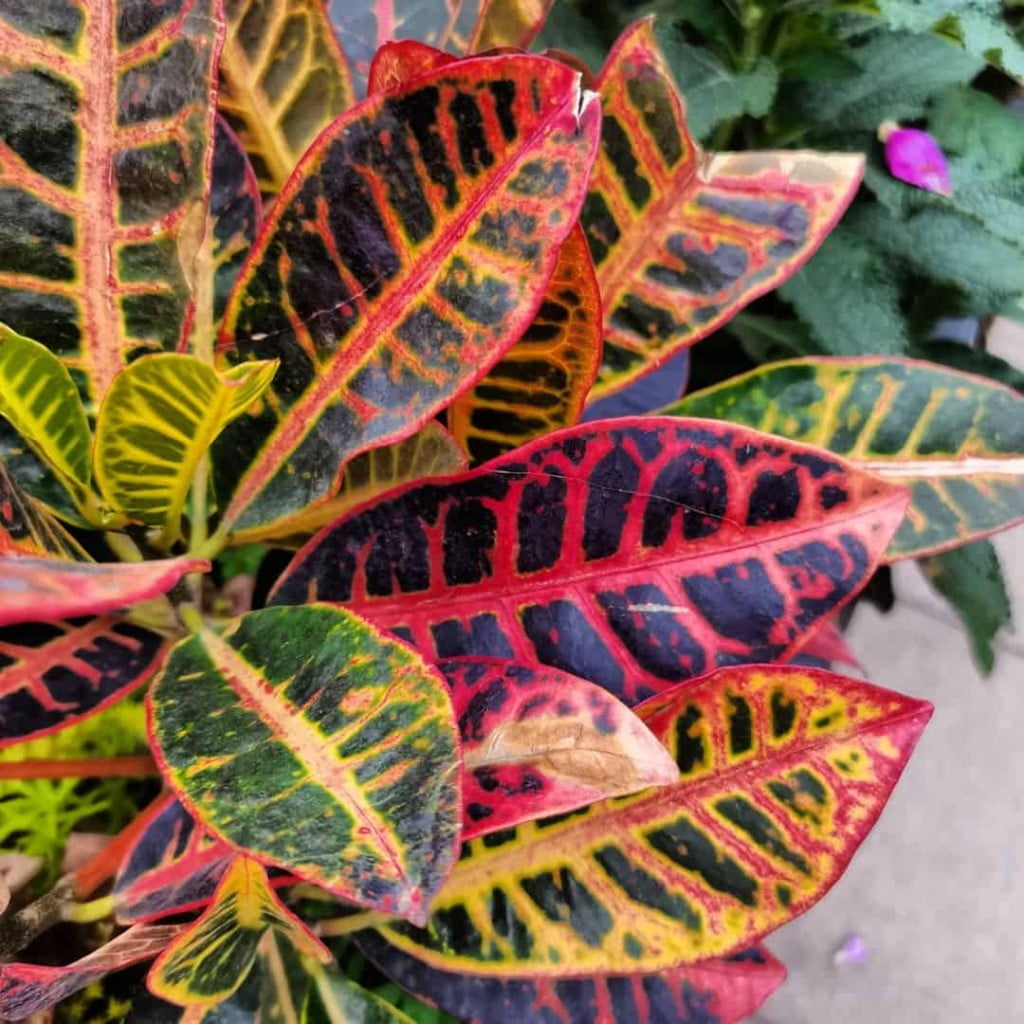 plantas para canteiro de muro - croton