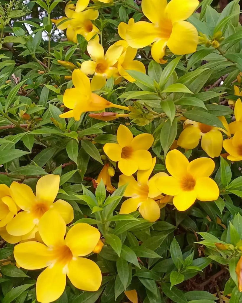 Flor alamanda