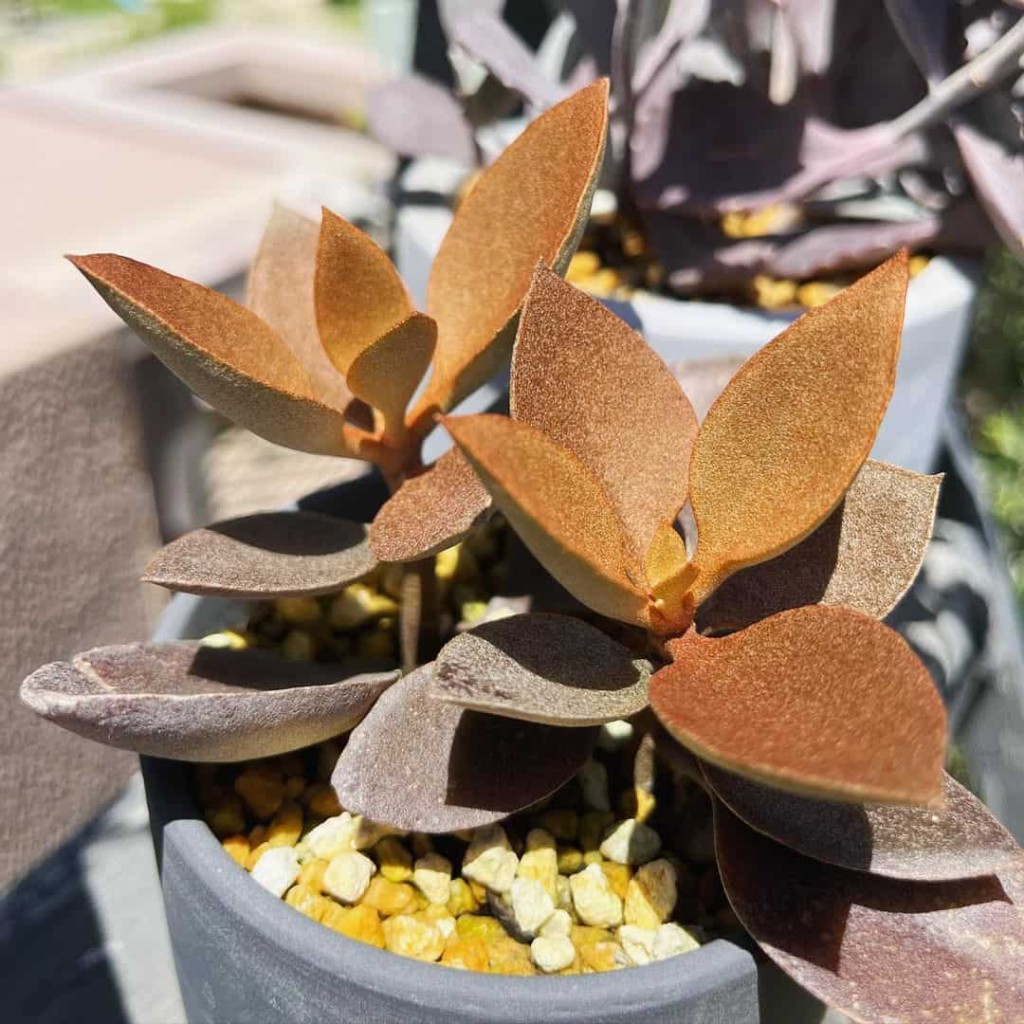Kalanchoe Orgyalis - suculenta colher de cobre