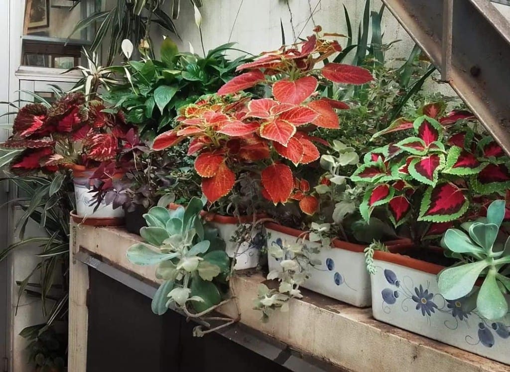 coleus