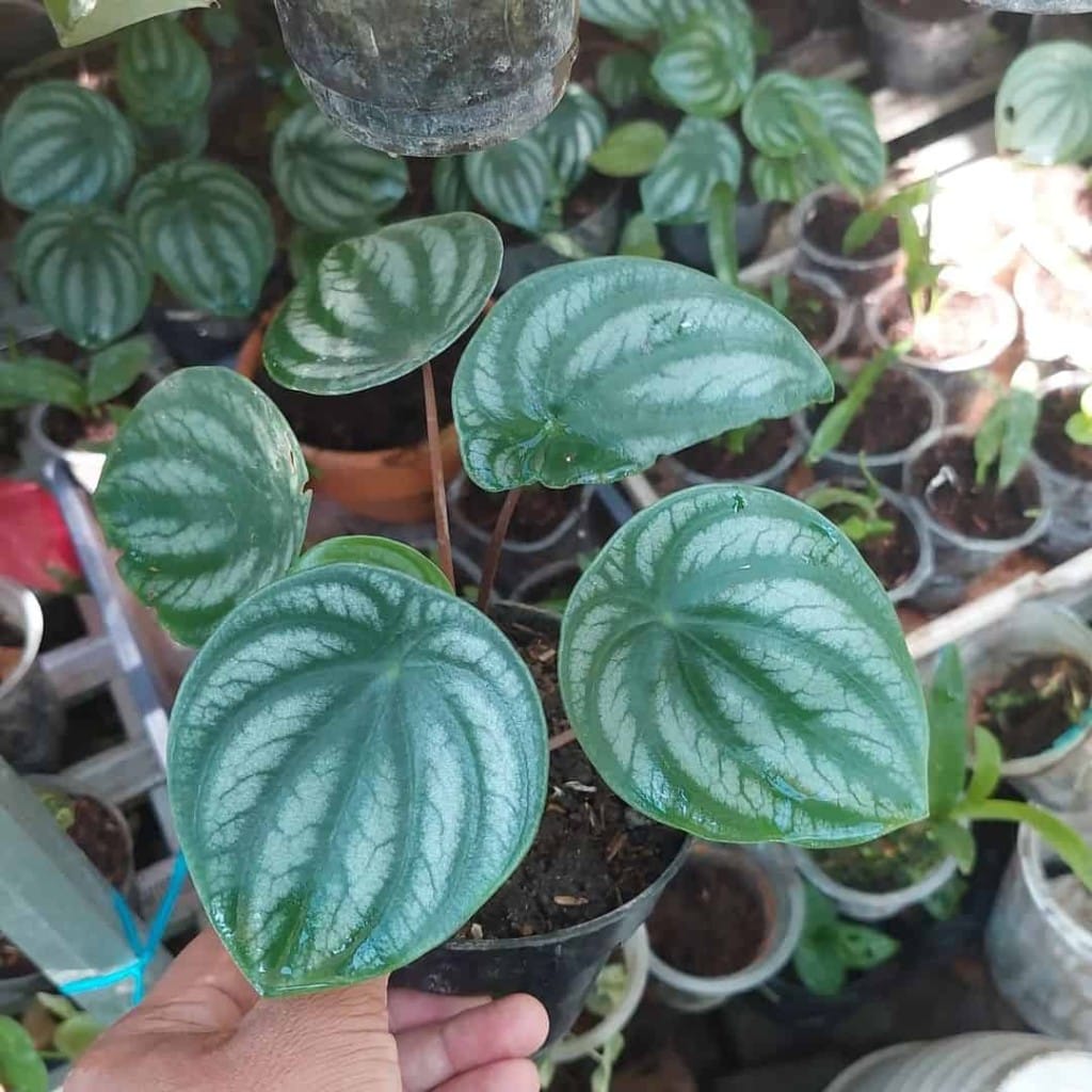 Plantas pendentes de sombra: 5 variedades de fácil cultivo para tem em casa.