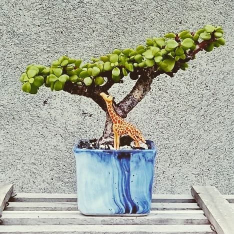 Portulacaria afra: a suculenta que parece frágil mas resiste a quase tudo