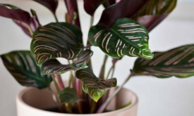 Calathea: a espécie brasileira que virou coringa nos jardins de sombra