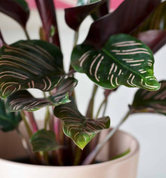 Calathea: a espécie brasileira que virou coringa nos jardins de sombra