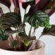 Calathea: a espécie brasileira que virou coringa nos jardins de sombra
