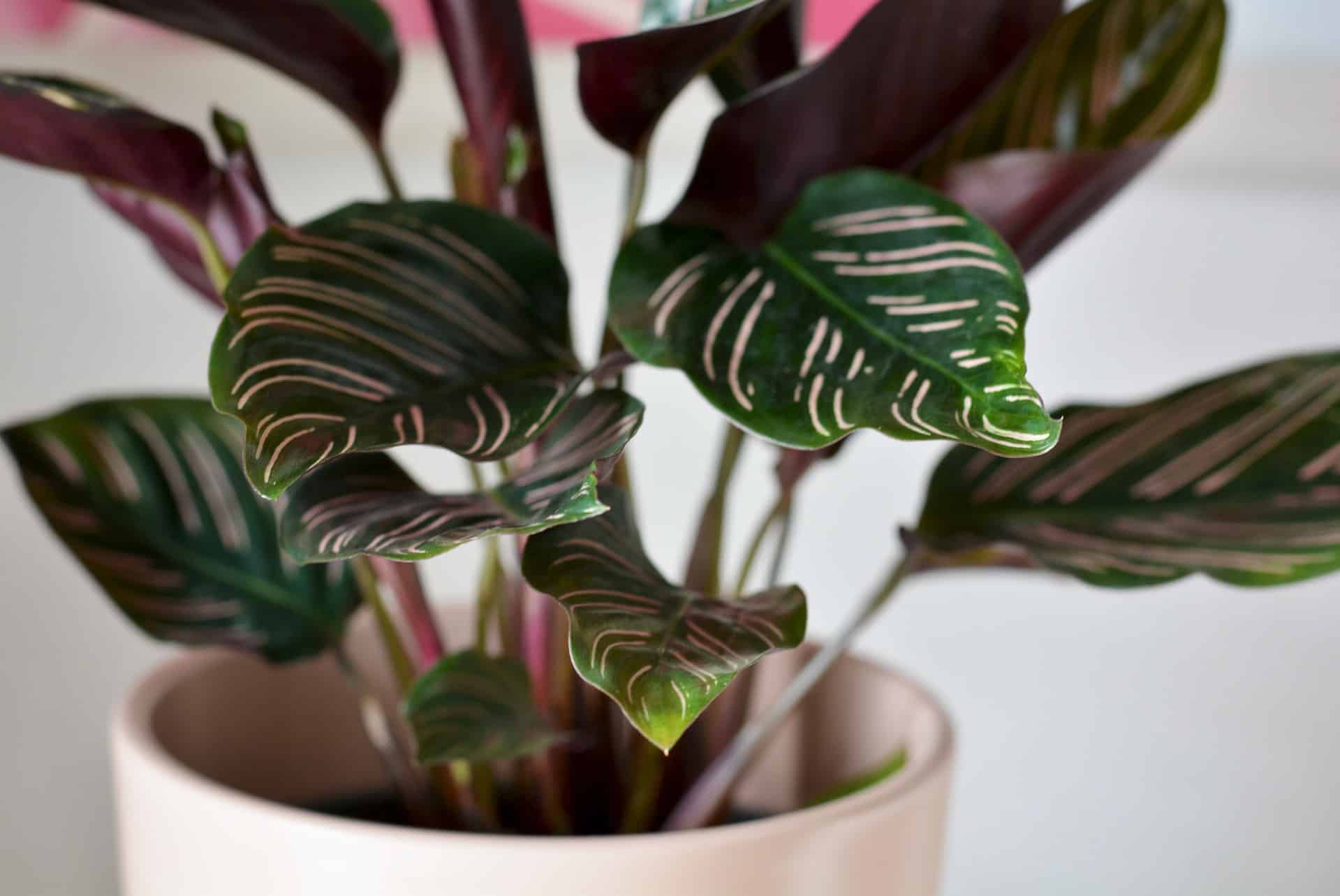Calathea: a espécie brasileira que virou coringa nos jardins de sombra