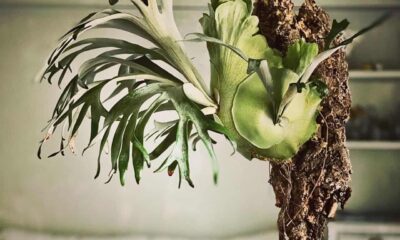 Chifre-de-veado: a samambaia epífita que virou estrela na decoração de interiores