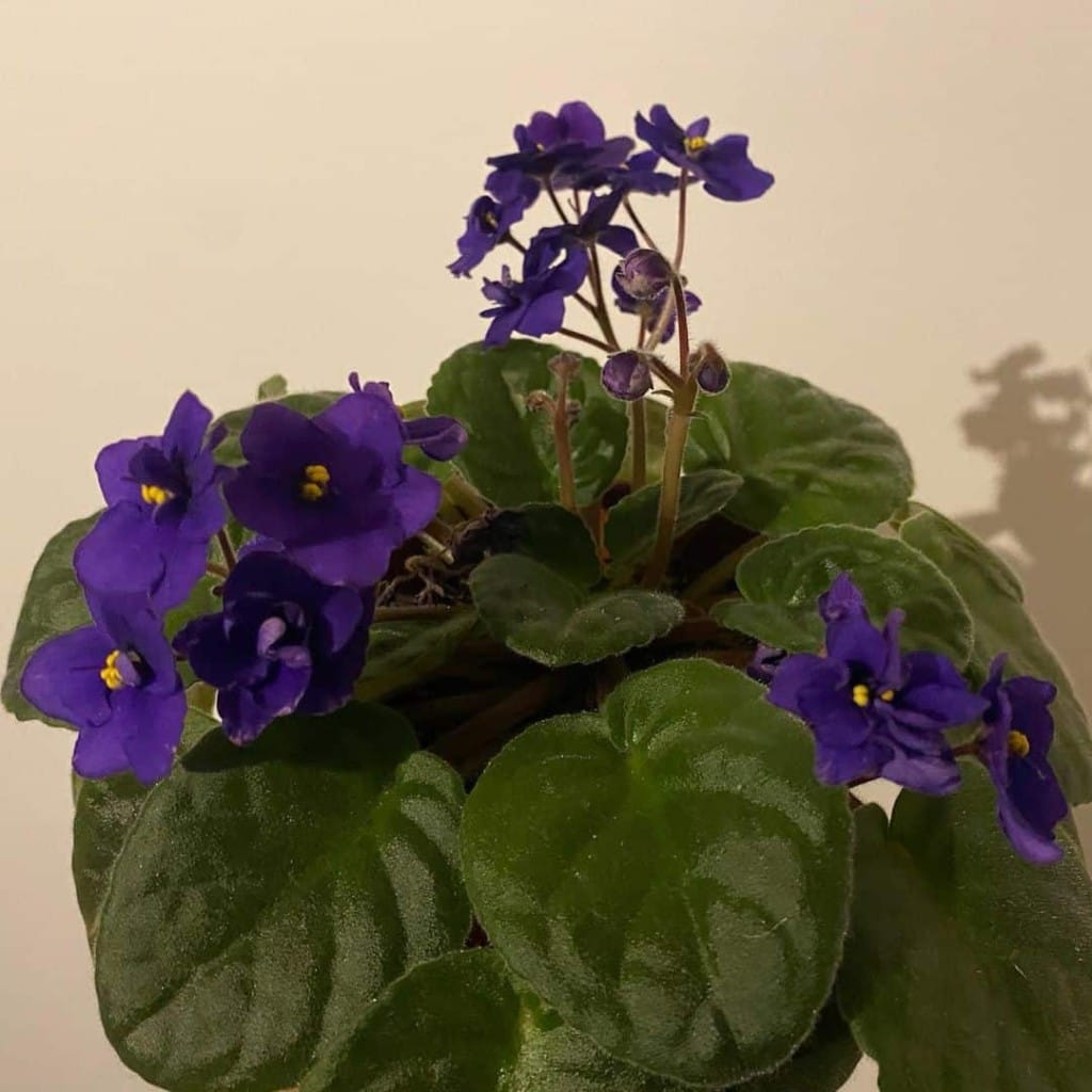 4 plantas que sobrevivem (e florescem) na sombra do seu apartamento