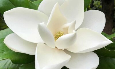 Magnolia grandiflora: como cultivar a rainha das flores brancas no jardim?