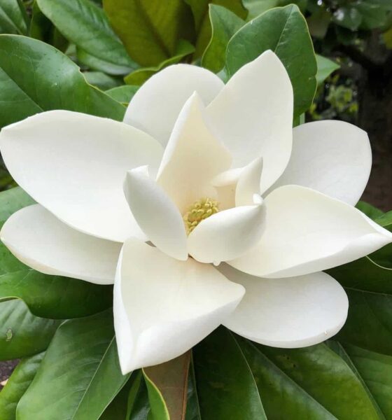 Magnolia grandiflora: como cultivar a rainha das flores brancas no jardim?