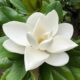 Magnolia grandiflora: como cultivar a rainha das flores brancas no jardim?