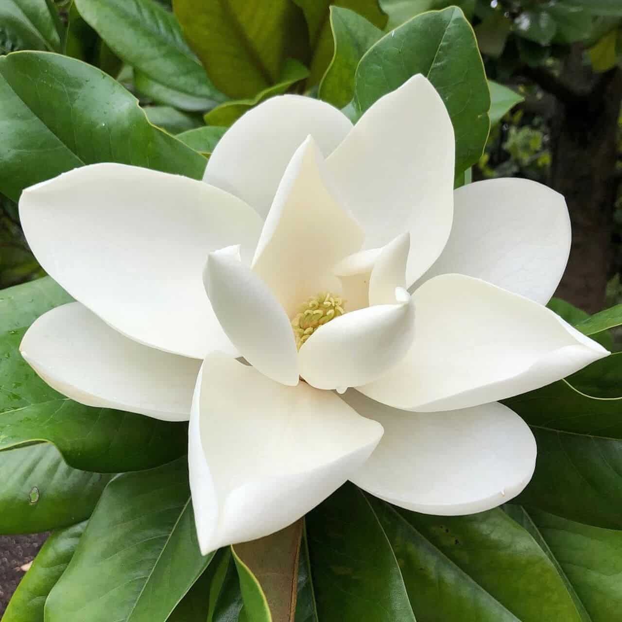 Magnolia grandiflora: como cultivar a rainha das flores brancas no jardim?