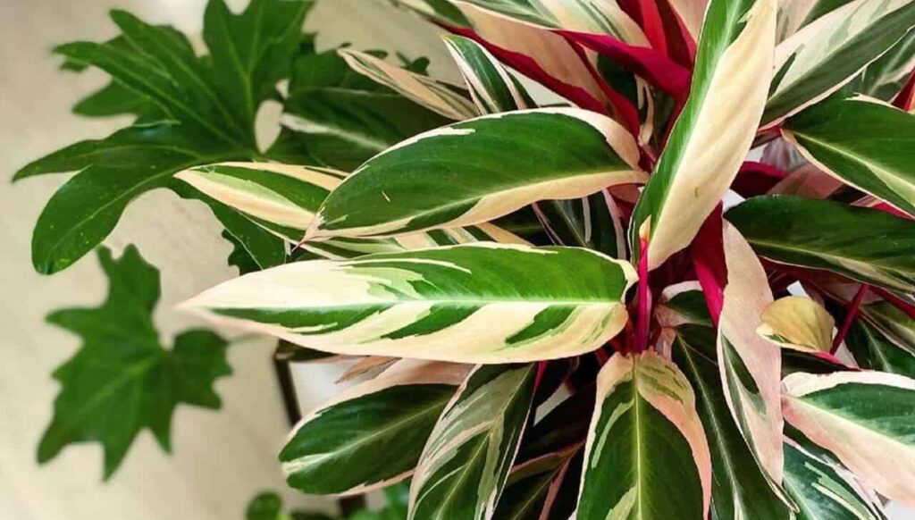 Maranta tricolor