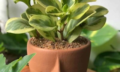 Por que a peperomia variegata perde as manchas brancas quando ganha luz demais?