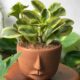 Por que a peperomia variegata perde as manchas brancas quando ganha luz demais?