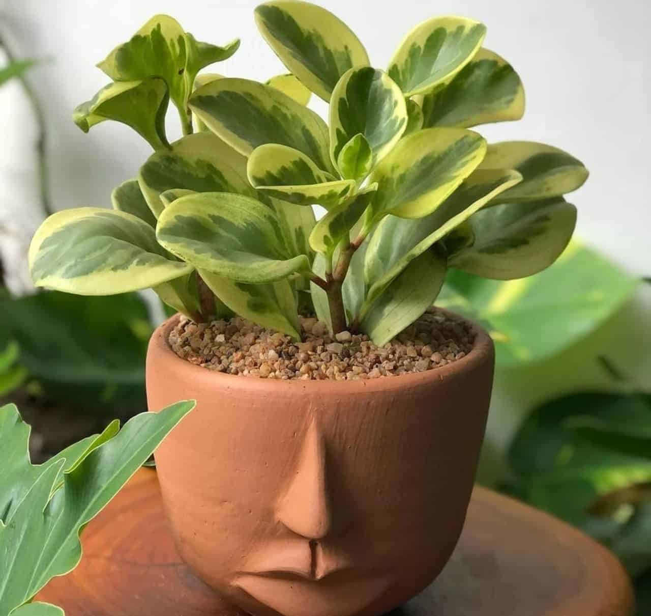 Por que a peperomia variegata perde as manchas brancas quando ganha luz demais?