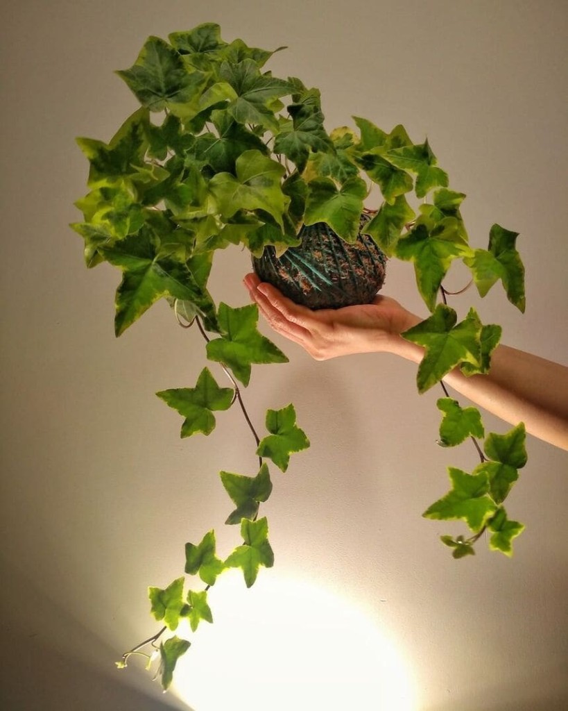 Plantas para ambientes com pouca luz: espécies ideais para apartamentos com pouco sol
