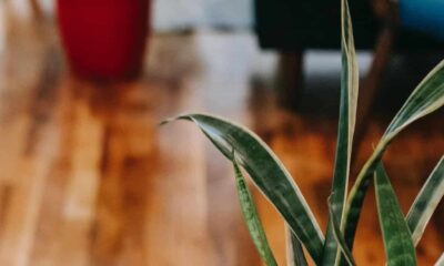 Sansevieria Golden Hahnii cresce até no escuro e exige quase nenhum cuidado; entenda por que ela virou febre entre iniciantes