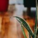 Sansevieria Golden Hahnii cresce até no escuro e exige quase nenhum cuidado; entenda por que ela virou febre entre iniciantes
