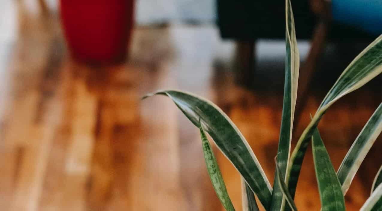 Sansevieria Golden Hahnii cresce até no escuro e exige quase nenhum cuidado; entenda por que ela virou febre entre iniciantes