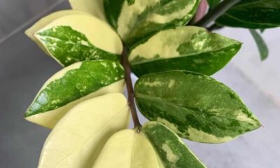 Por que até a Zamioculca, a planta quase indestrutível, também fica amarela?