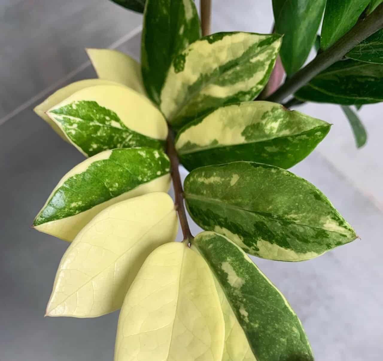 Por que até a Zamioculca, a planta quase indestrutível, também fica amarela?