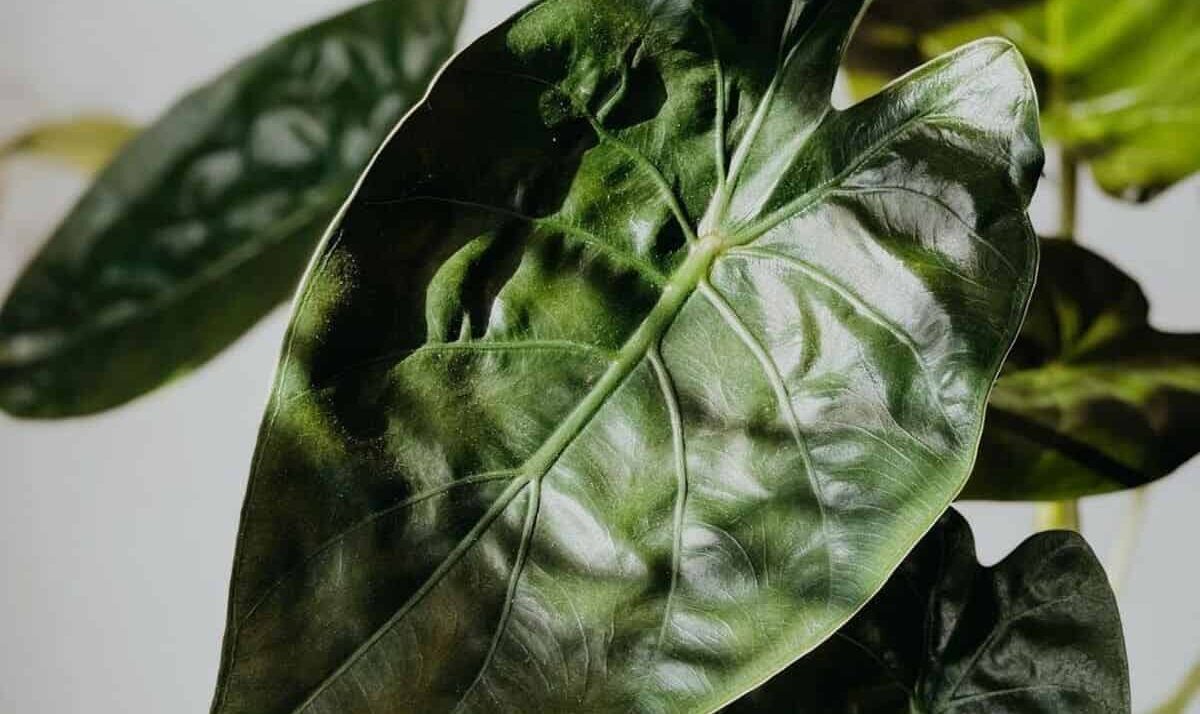 O segredo por trás da planta que meus clientes juram ser artificial