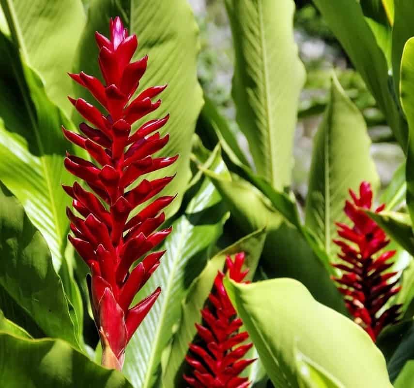 A flor que não é flor: os segredos da alpínia purpurata que aprendi cultivando na prática