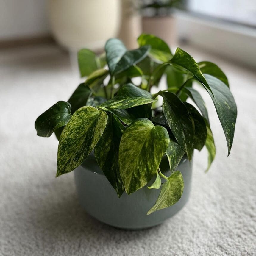 planta jiboia