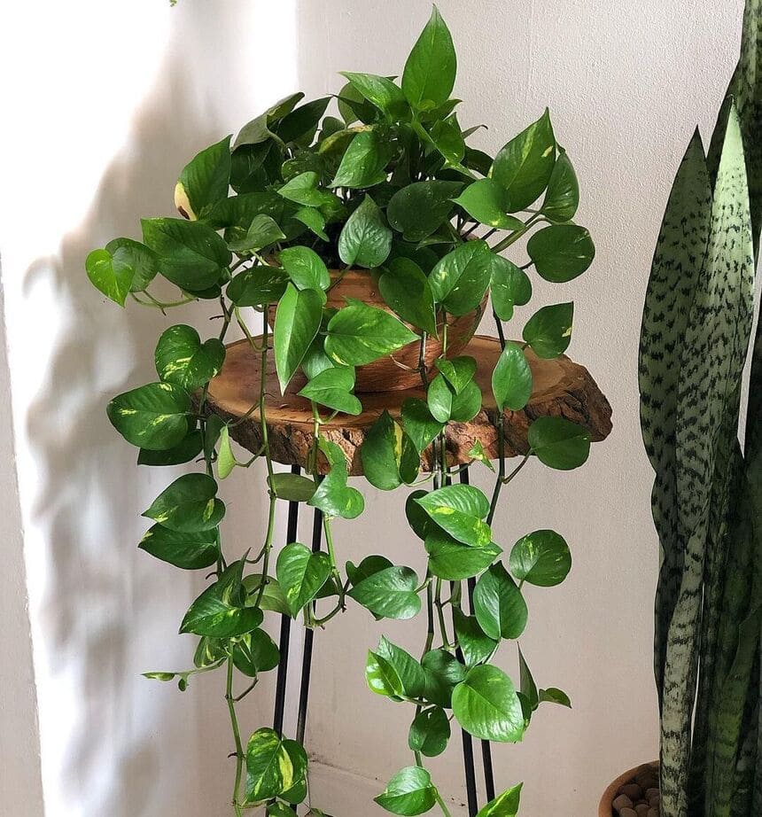 planta jiboia