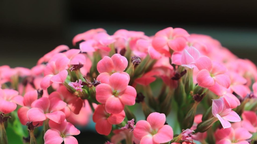 Por que minha Kalanchoe floresce o ano inteiro (e a sua também pode)