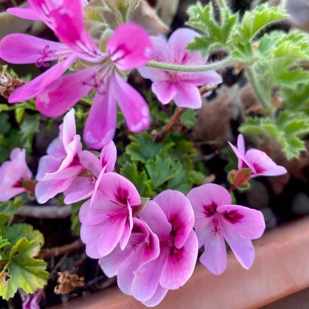Cultivo gerânio pendente há anos na minha floricultura, e ainda me surpreendo com o que essa planta é capaz de fazer