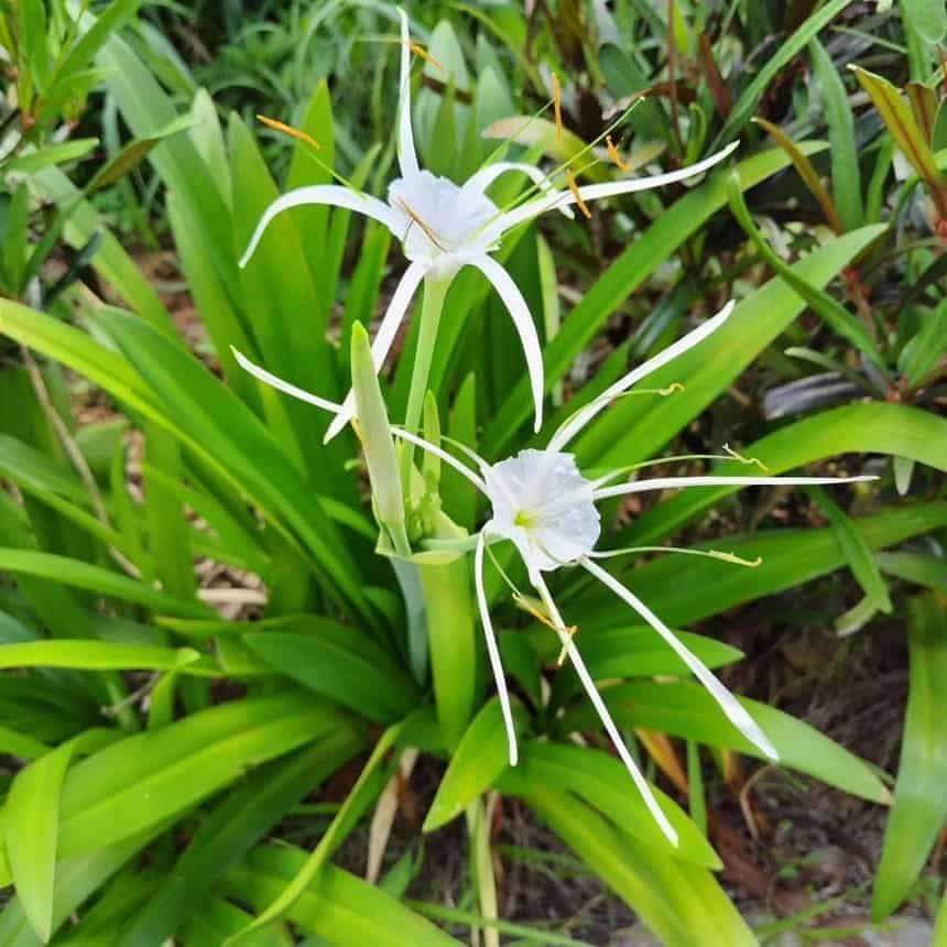A flor que cheira a baunilha e tem pétalas em forma de teia de aranha