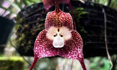 Dracula simia: a orquídea que confunde qualquer olhar com um rosto de macaco