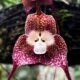 Dracula simia: a orquídea que confunde qualquer olhar com um rosto de macaco