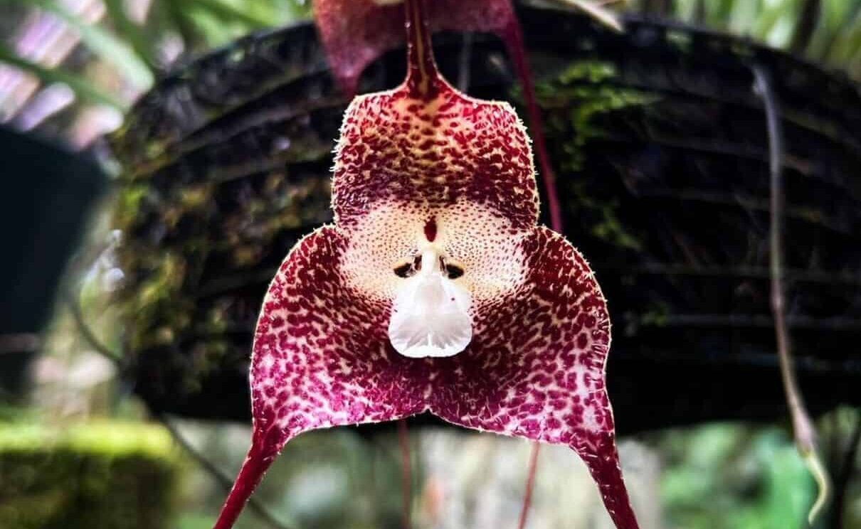 Dracula simia: a orquídea que confunde qualquer olhar com um rosto de macaco