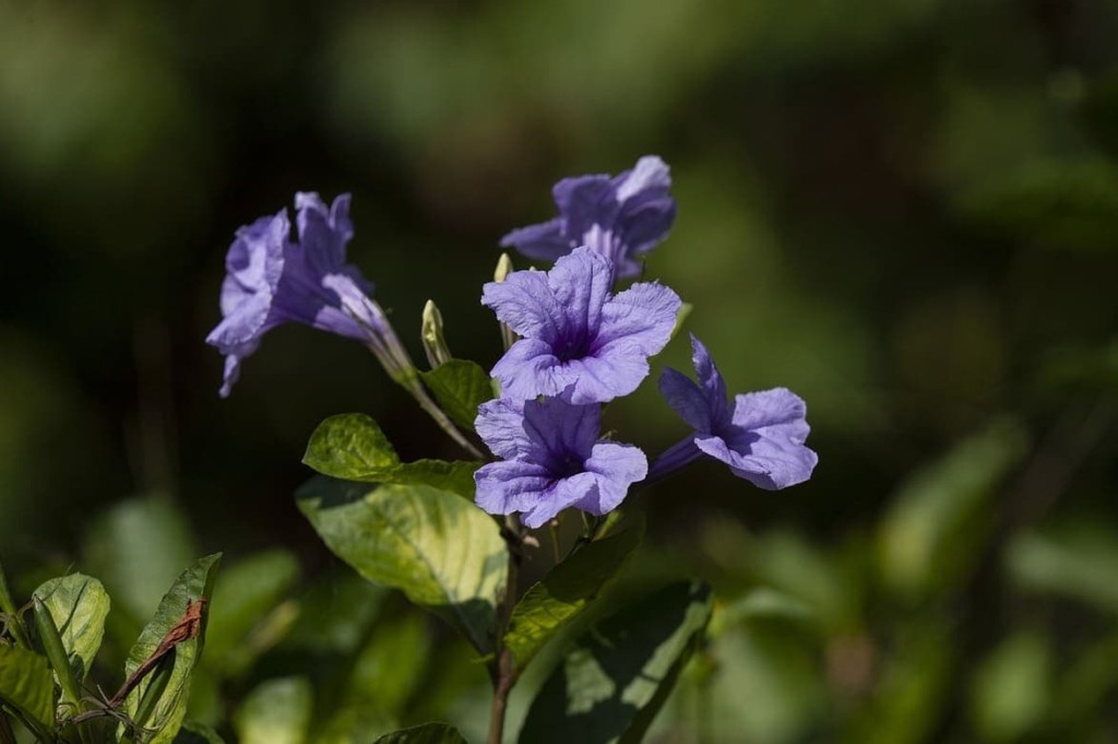 A planta que atrai beija-flores, floresce quase o ano todo e exige quase nada de você