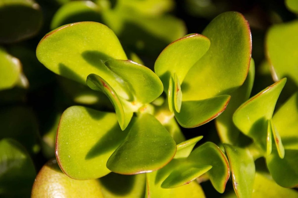 Como cultivar a planta jade (Crassula ovata) e evitar seu apodrecimento?