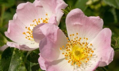 Rosa canina: características e cultivo da flor que encanta jardins.