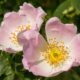 Rosa canina: características e cultivo da flor que encanta jardins.