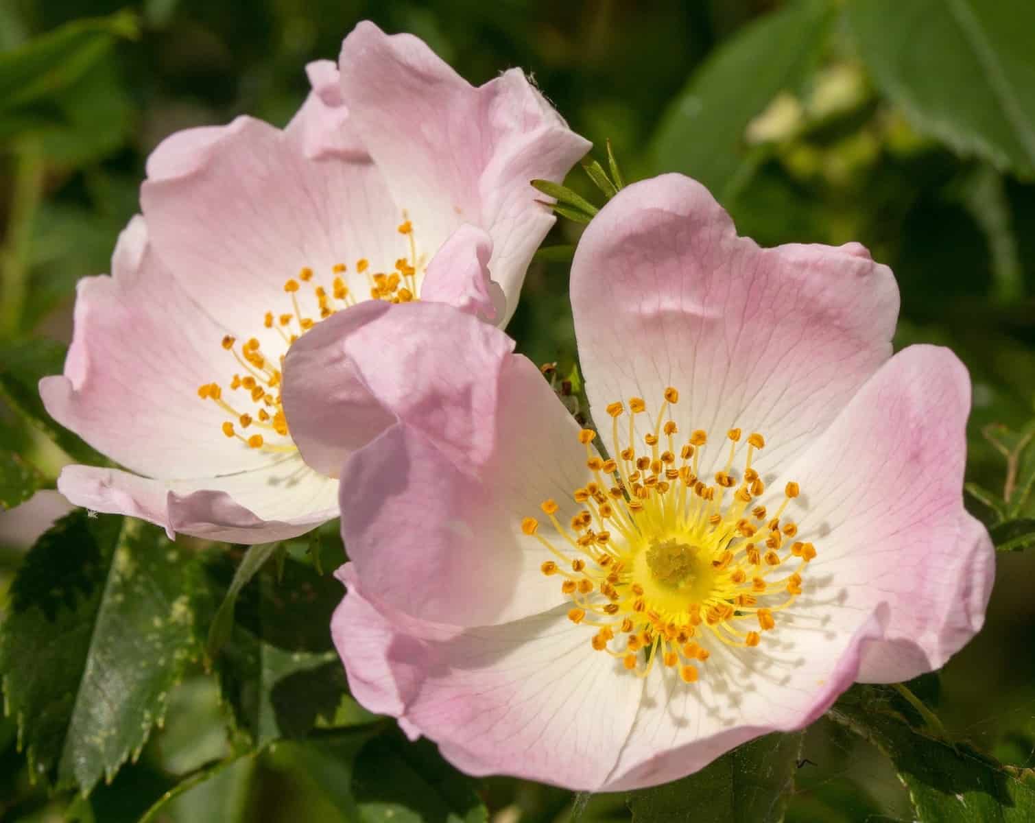 Rosa canina: características e cultivo da flor que encanta jardins.