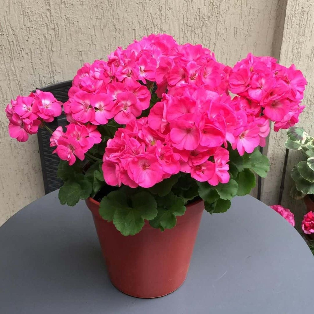 Sardinheira: a flor que sobrevive ao desleixo e ainda floresce o ano inteiro