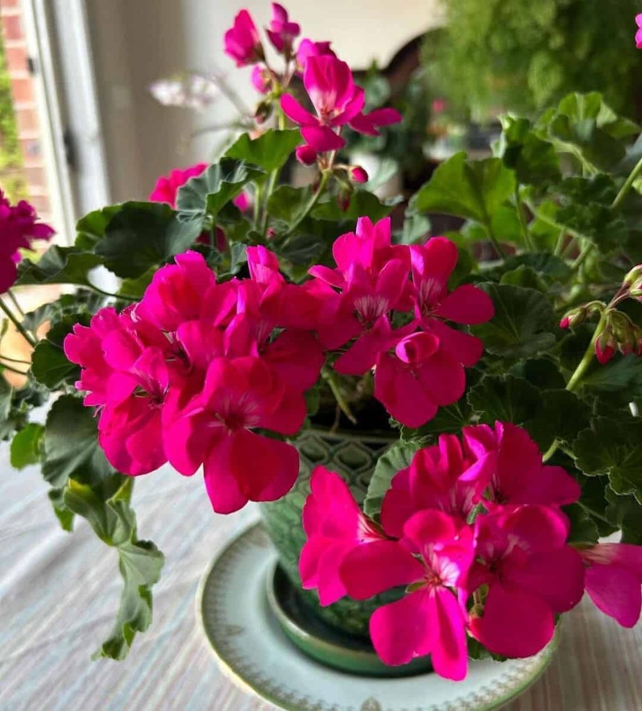 Sardinheira: a flor que sobrevive ao desleixo e ainda floresce o ano inteiro